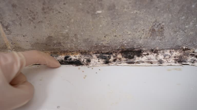 Reliable Happy Valley, OR Mold Removal Solutions